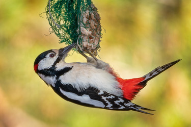 Similar image 21789643