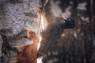 Similar image 21789646