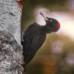 Similar image 21789648