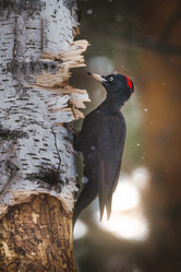 Similar image 21789649