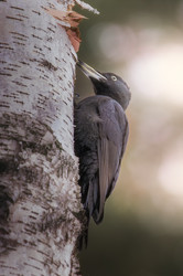 Similar image 21789650