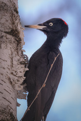 Similar image 21789651