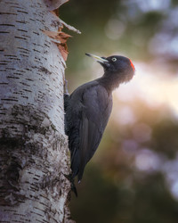 Similar image 21789652