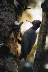 Similar image 21789655