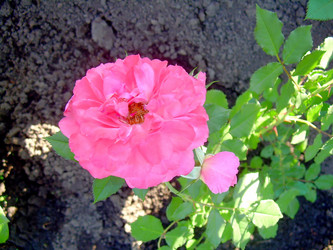 Similar image 21790319