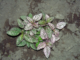 Similar image 21790331