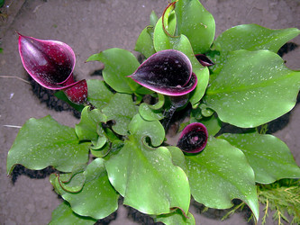 Similar image 21790181