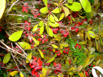 Similar image 21790189