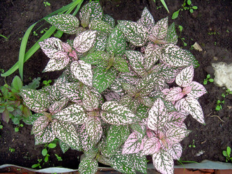 Similar image 21790195