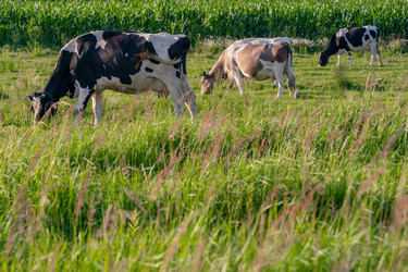 Similar image 21803184