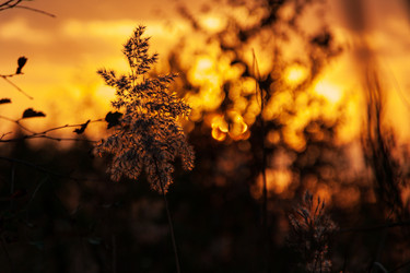 Similar image 21790010