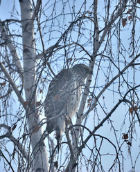 Similar image 21790064