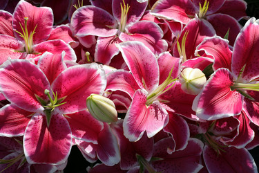 Similar image 21790865