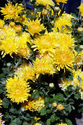 Similar image 21790866