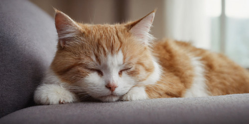 Similar image 21805102