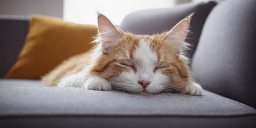 Similar image 21805103