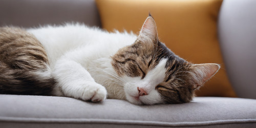 Similar image 21805106