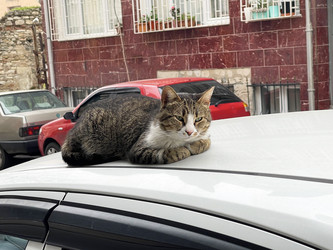 Similar image 21794320