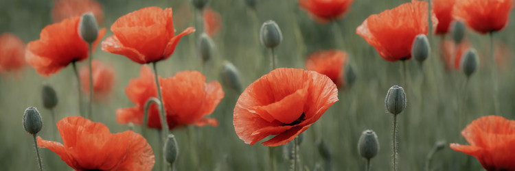 Similar image 21808062