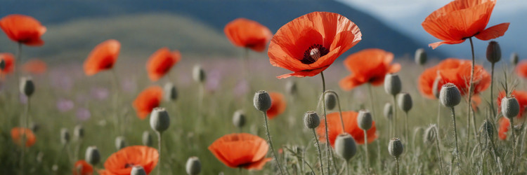 Similar image 21808067