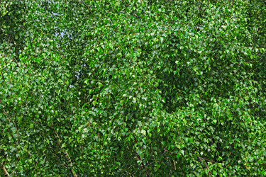 Similar image 21804539