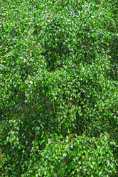 Similar image 21804540