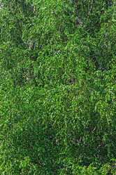 Similar image 21804543