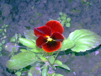 Similar image 21793230