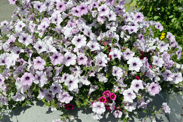 Similar image 21793485