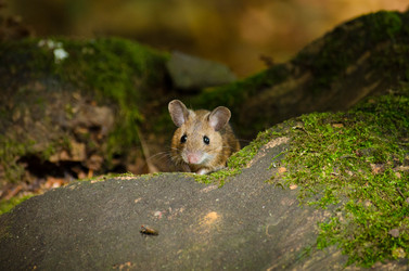 Similar image 21803490