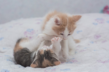 Similar image 21803160