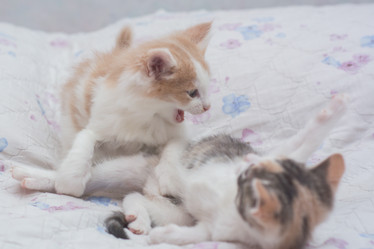 Similar image 21803558