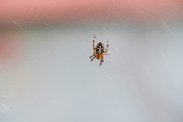 Similar image 21809691