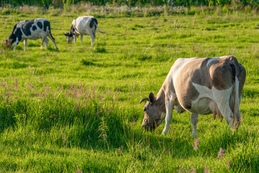 Similar image 21809706