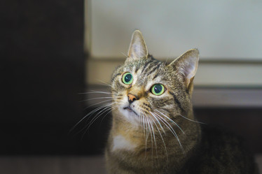 Similar image 21809715