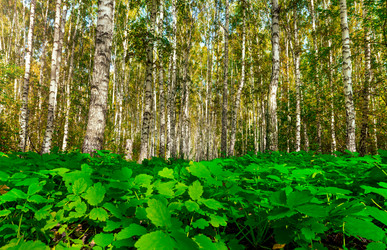 Similar image 21804952