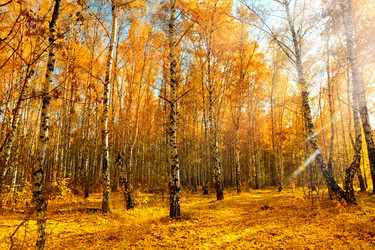 Similar image 21804955