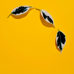 Similar image 21804372