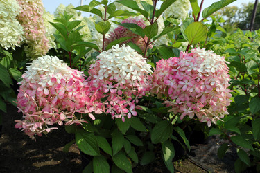 Similar image 21804282