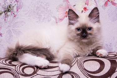 Similar image 21805240