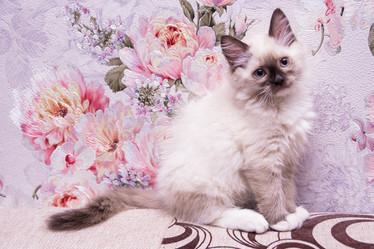 Similar image 21805241