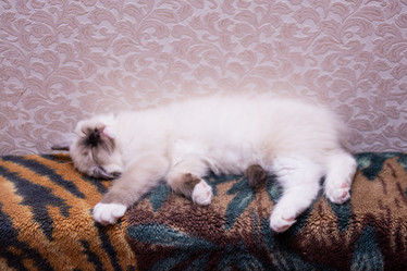 Similar image 21805242