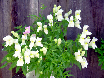 Similar image 21804724