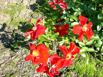 Similar image 21804729