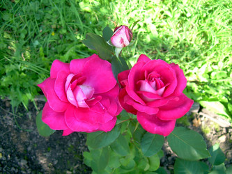 Similar image 21804731