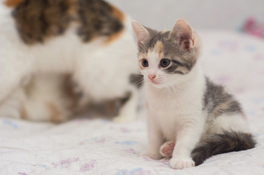 Similar image 21805344