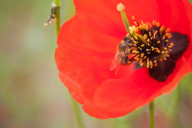 Similar image 21805440