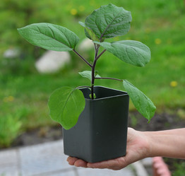 Similar image 21805031