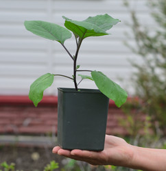 Similar image 21805032