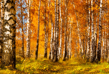 Similar image 21805303